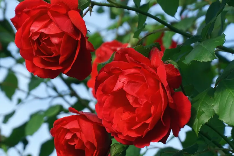 roze, kwiaty, natura, czerwone