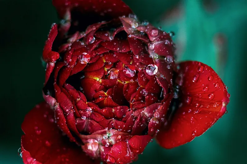 Dew on a vibrant red flower