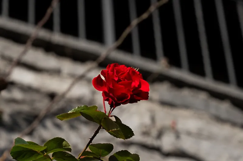 a single red rose sitting on top of a bush