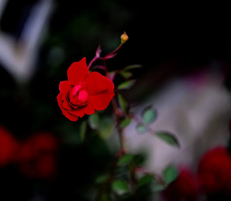 A single red rose with a dark background
